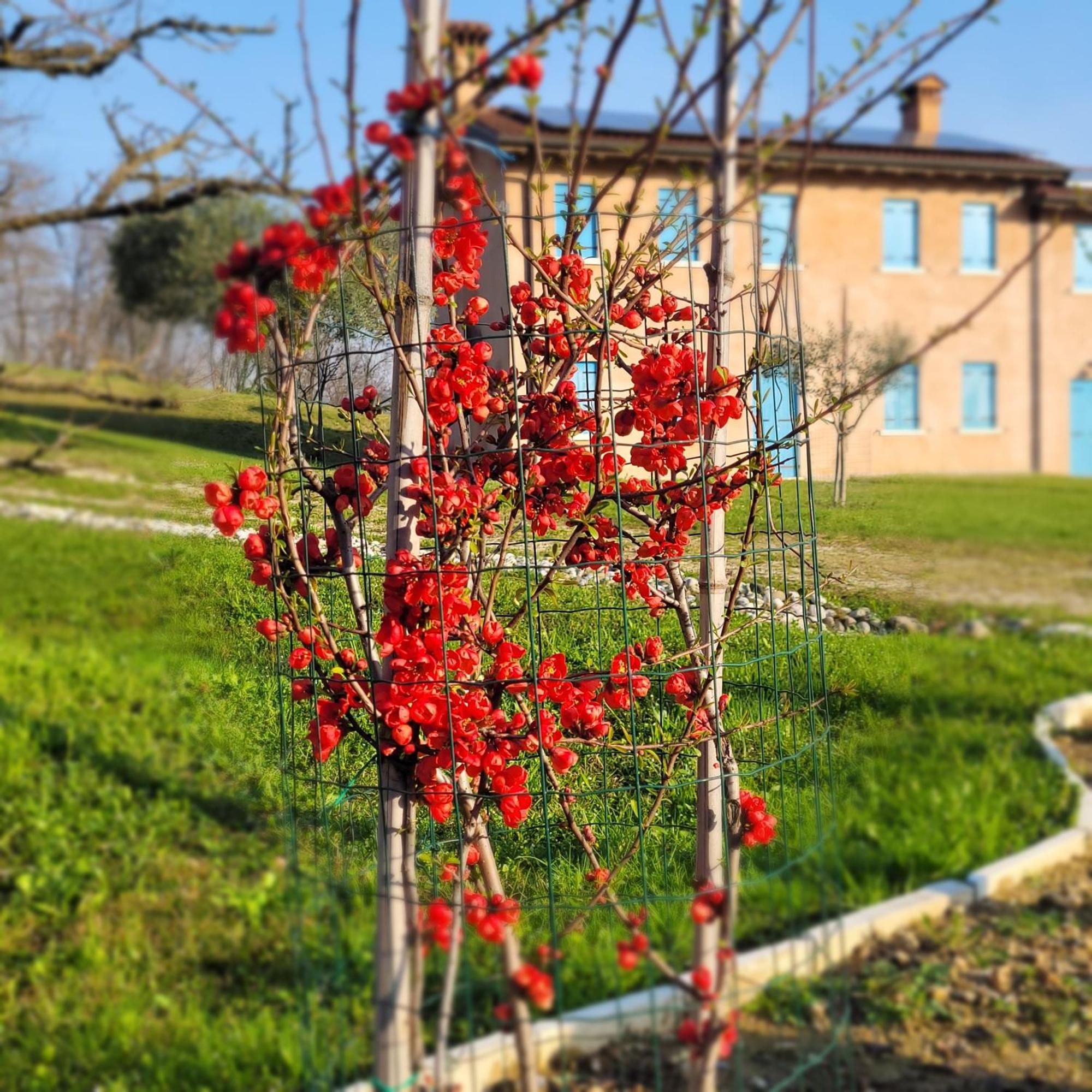 Nikolas' Valley Cornuda Kültér fotó